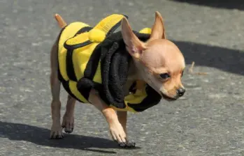 Reino Unido solicitará muestras de heces de mascotas para estudiarlas
