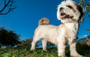 ¿Por qué los perros se comen las plantas de tu casa? Acá te contamos cómo evitarlo