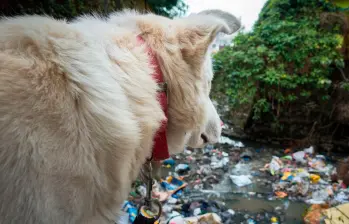 ¿Cómo evitar que tu perro recoja basura y todo lo que encuentra en la calle? 