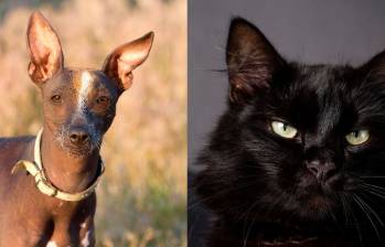 ¿Qué dicen las religiones sobre los perros y gatos?