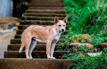 Así eligen los perros los lugares para orinar 