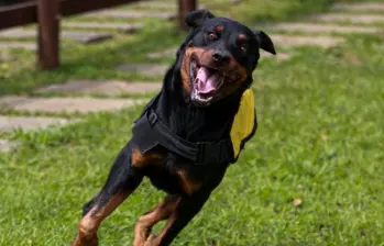 Medicamento podría alargar vida de los perros grandes: ¡Llegaría en 2026!