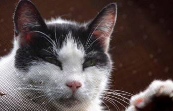 Gata “exterminó” a un roedor protegido en universidad de Grecia