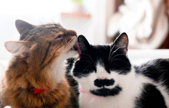 Convivencia entre gatos: claves científicas para entender su relación