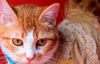 Alimentos holísticos para tu gato