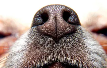 Cuáles son olores molestos para los perros ¡Acá te contamos!