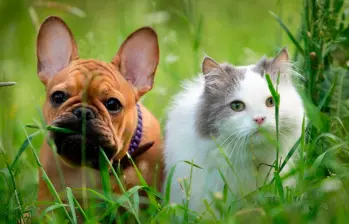 Los gatos y perros también sufren quemaduras solares, así puedes evitarlas