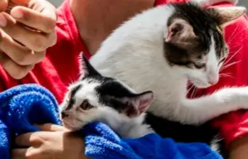 ¿De dónde vienen los gatos modernos? ¡Parece que son resultado de un sacrificio egipcio!