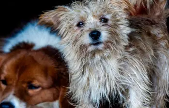 ¿Cómo afecta el estrés humano a tu mascota?