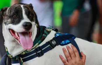 El sobrepeso trae diabetes e hipotiroidismo en las mascotas