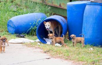 ¿Los perros podrían vivir sin humanos? Esto dicen los expertos