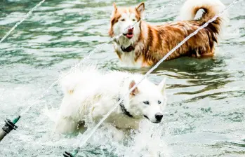¿Cómo se comunican los perros entre ellos? 