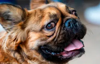 ¿Por qué se le caen los dientes a tu perro?