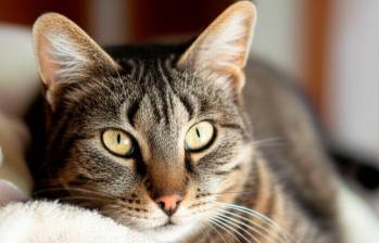 Insuficiencia renal en gatos: cómo identificarla y qué cuidados requiere