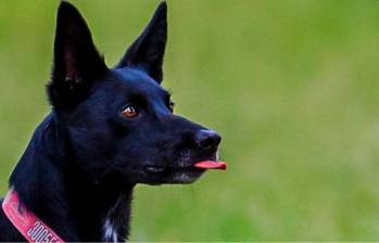 Conductas posesivas en perros: ¿cómo corregirlas?