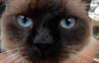 Los cinco colores más raros de los gatos