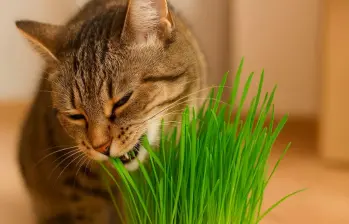 Hierba para gatos: ¿Qué tan buena es?