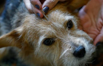 Acupuntura en mascotas: cómo ayuda esta terapia a los animales