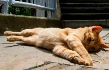 ¿Tienes un lado preferido para dormir? ¡El de tu gato podría ser el izquierdo!