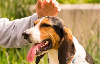 Psicología explica por qué acariciamos a los perros