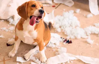 Si tu perro destruye cosas en casa, acá te contamos qué hacer 