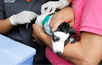 ¿Cómo funcionan las vacunas en las mascotas? Le contamos