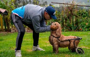 Nace una academia de formación para transformar el bienestar animal