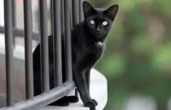 Gracias a la película animada Flow aumentan adopciones de gatos negros