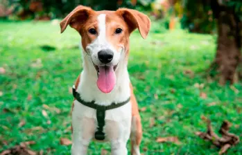 Tu perro sí te quiere: ¡Así te lo demuestra!