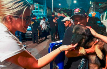 Vida de perros nocturna: protectores de los animales de la calle en Medellín