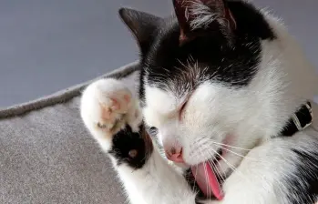 Si tu gato se acicala en exceso sigue estos consejos 