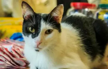 Tu gato te insulta y una aplicación trabaja para comprobarlo