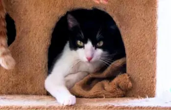 ¿Los gatos sienten celos? Esto es lo que debes saber