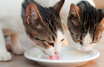 ¿Sabías que la leche es dañina para los gatos? Este y otros alimentos están prohibidos para los felinos