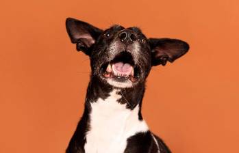 ¿Qué significa el ladrido de un perro?