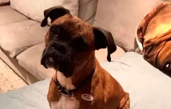 Una mujer podría pasar seis años en prisión por culpa de su perro