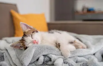 [En video] Cinco gatos perezosos captados en video