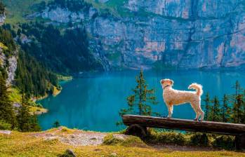 Colombianos, entre los que más viajan con su mascota