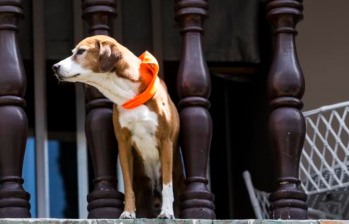Exceso de ruido en mascotas genera multas y sanciones