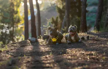 Perros domésticos impactan el medioambiente: ¡Así sucede!
