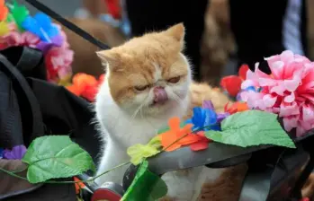Videos que tienes que ver antes de pasear a tu gato