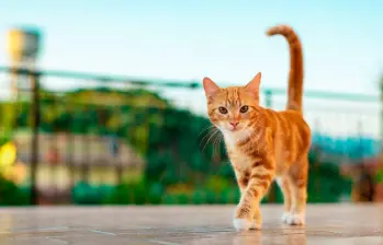 [En video] Cinco gatos entrenados para seguir comandos