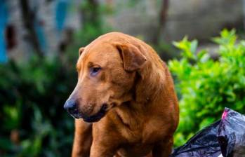 Glaucoma en perros: todo lo que necesitas saber