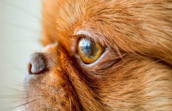 ¿Cómo cuidar a un perro ciego? Aquí una guía para una vida segura y tranquila 