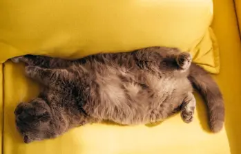 Posturas raras de los gatos al dormir, ¿qué dice cada una de ellas?