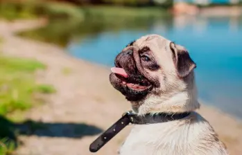 Razas de perros que no toleran el calor ¿Cómo cuidarlas?