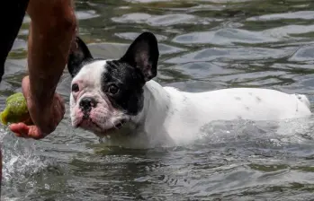 ¿Paseo en la playa? ¡Que tu perro no ingiera agua de mar!
