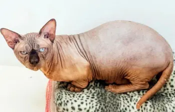 Gato alterado genéticamente alerta sobre cría extrema e irresponsable