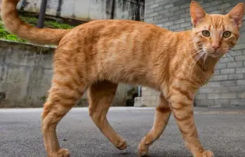 ¿Por qué a los gatos les gustan las palmadas en la nalga?