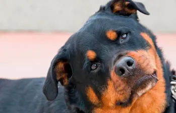¿Por qué los perros se quedan pegados?